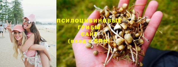 гидра Володарск